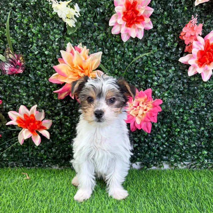 Male Yorkie puppy named Skeeter for sale at Puppy Dreams - Wichita West.
