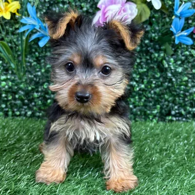 Male Yorkie puppy named Fajita for sale at Puppy Dreams - Wichita West.