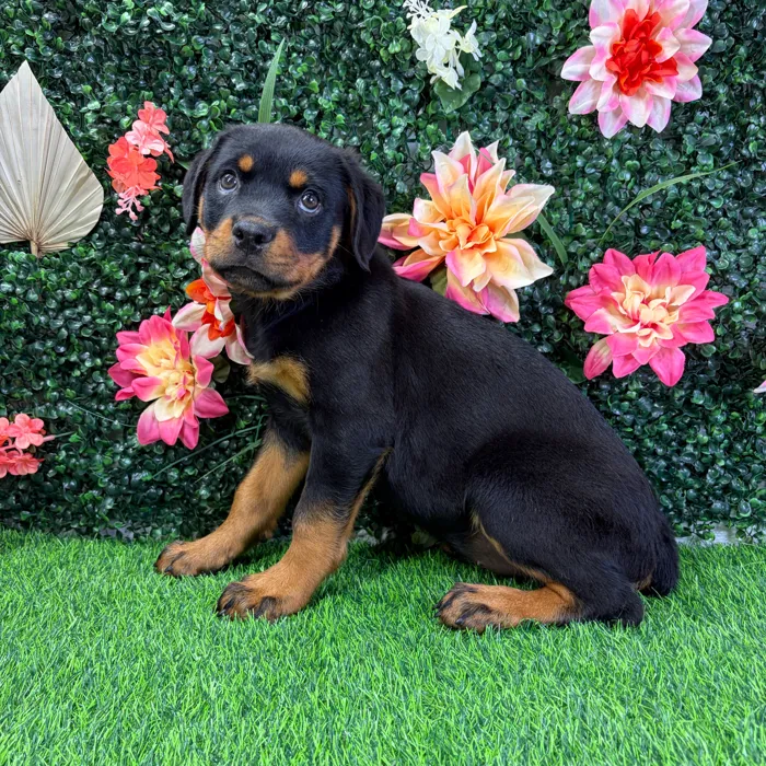 Female Rottweiler puppy named Gizelle for sale at Puppy Dreams - Wichita West.
