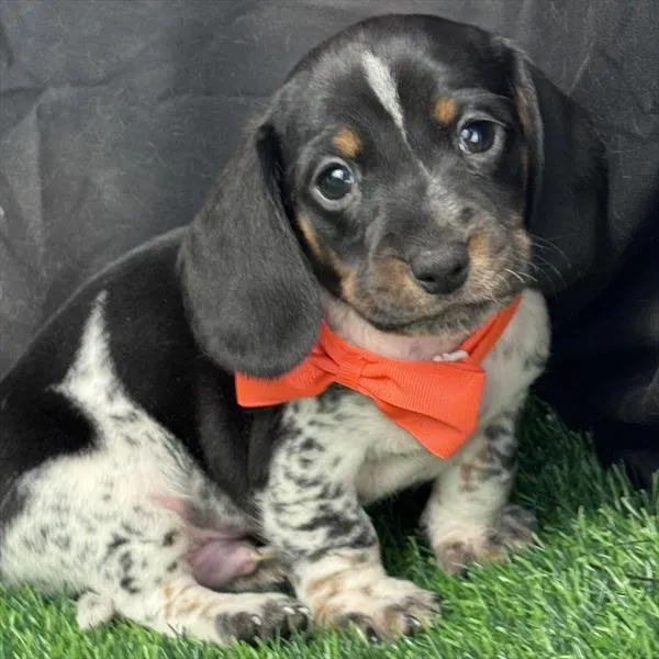 Male Dachshund puppy for sale at Puppy Dreams - Wichita West.
