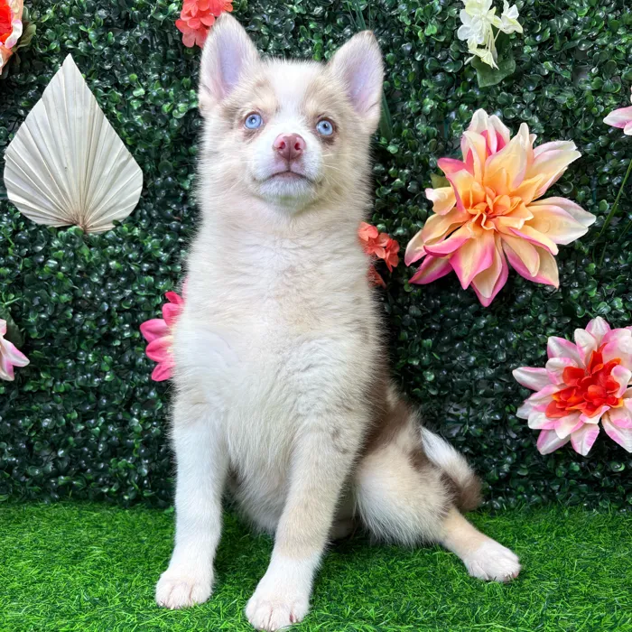 Female Pomsky puppy named Aspen for sale at Puppy Dreams - Wichita West.