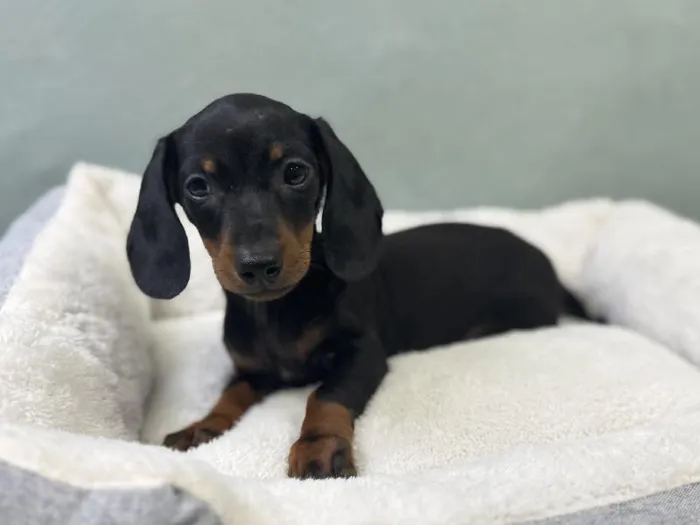 Male Dachshund Puppy for Sale in Wichita, KS