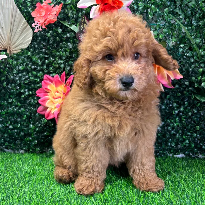 Male Mini Goldendoodle puppy named Max for sale at Puppy Dreams - Wichita West.
