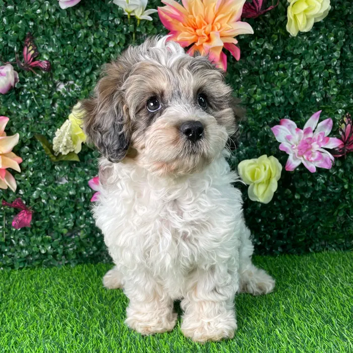 Female Cavapoo puppy named Ziggy for sale at Puppy Dreams - Wichita West.