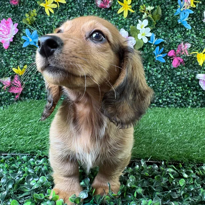 Male Dachshund puppy named Hotdog for sale at Puppy Dreams - Wichita West.