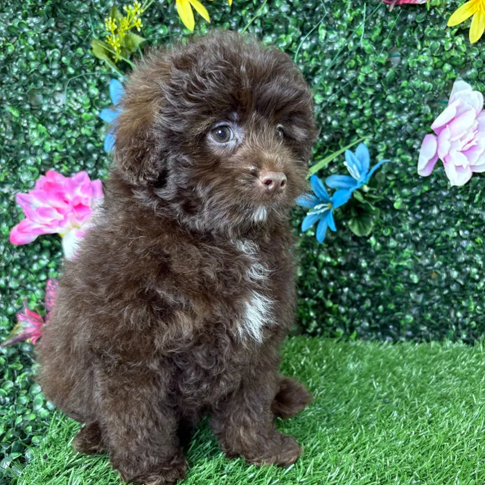 Male Pom-A-Poo puppy named Raisin for sale at Puppy Dreams - Wichita West.