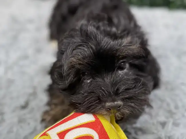 Male Shipoo Puppy for Sale in Wichita, KS