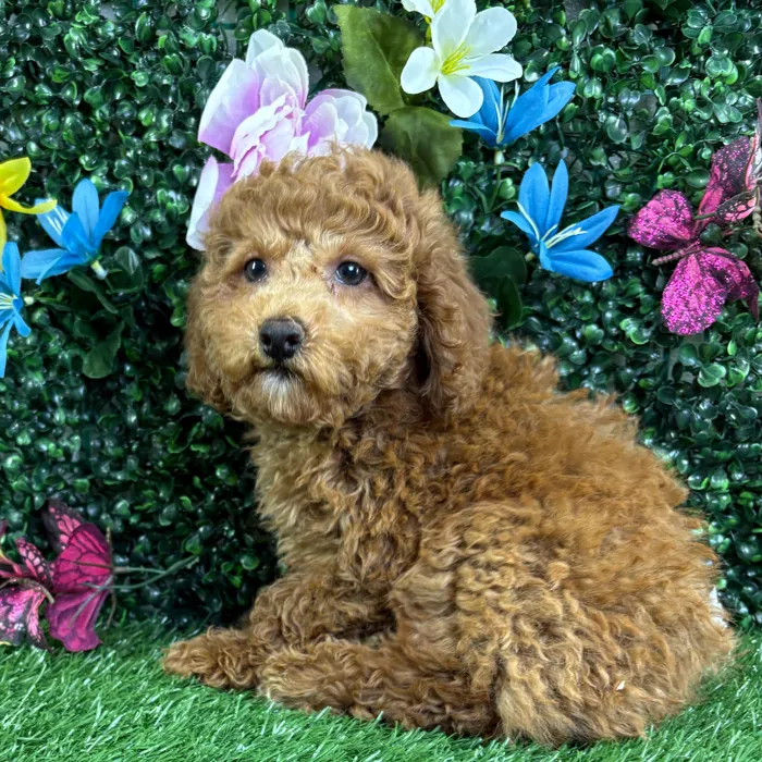 Male Poodle puppy named Winston for sale at Puppy Dreams - Wichita West.