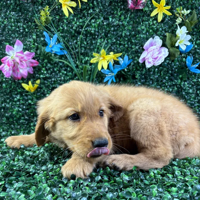 Male Golden Retriever puppy named Cheddar for sale at Puppy Dreams - Wichita West.