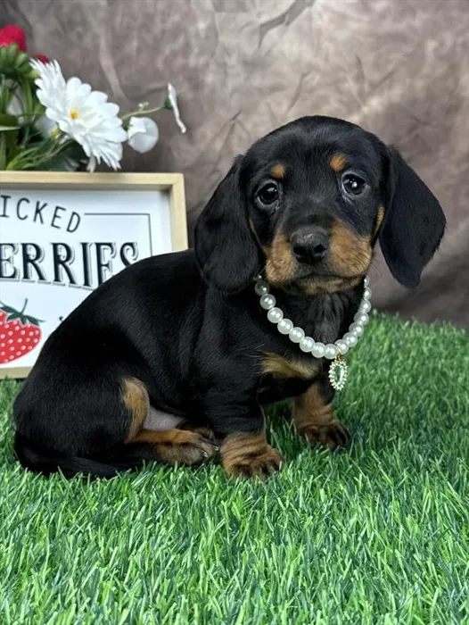 Female Dachshund puppy for sale at Puppy Dreams - Wichita West.