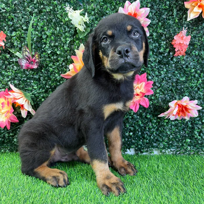 Male Rottweiler puppy named Felix for sale at Puppy Dreams - Wichita West.