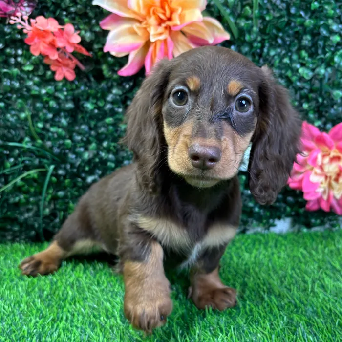 Female Dachshund puppy named Latte for sale at Puppy Dreams - Wichita West.