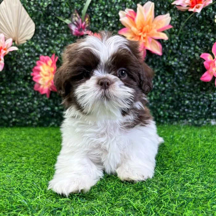 Male Shih Tzu puppy named Cash for sale at Puppy Dreams - Wichita West.