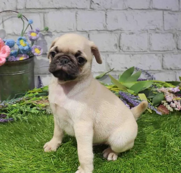 Male Pug puppy for sale at Puppy Dreams - Wichita West.