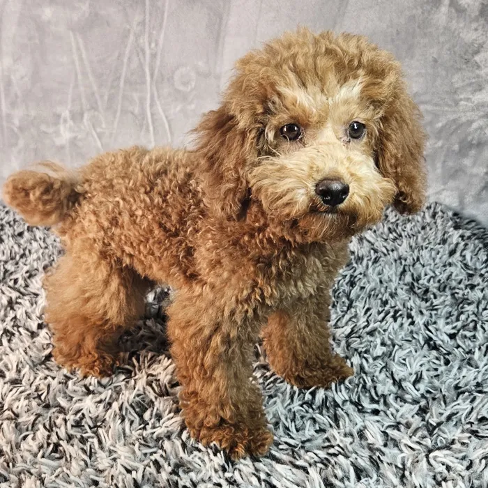Male Poodle puppy named Winston for sale at Puppy Dreams - Junction City.