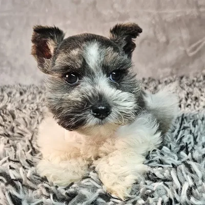 Female Mini Schnauzer puppy named Betty for sale at Puppy Dreams - Junction City.