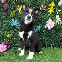 Female Alaskan Klee Kai puppy named Selina for sale at Puppy Dreams - Junction City.