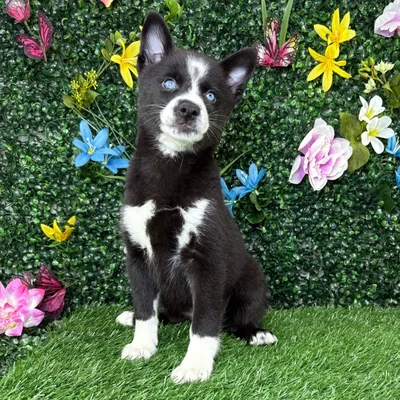 Female Alaskan Klee Kai puppy named Zucchini for sale at Puppy Dreams - Wichita West.