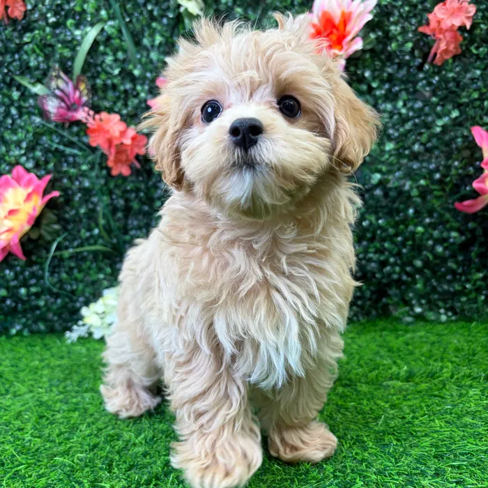 Female Maltipoo puppy named Goldie for sale at Puppy Dreams - Wichita West.