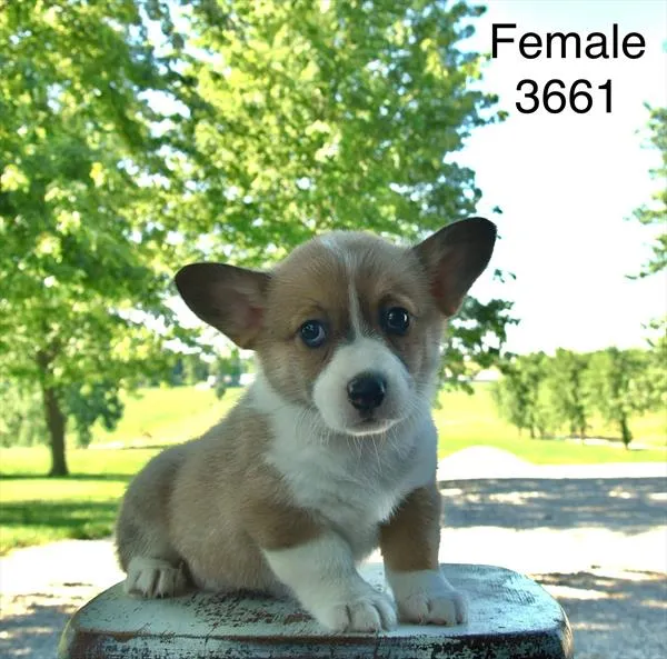 Female Pembroke Welsh Corgi puppy for sale at Puppy Dreams - Wichita West.