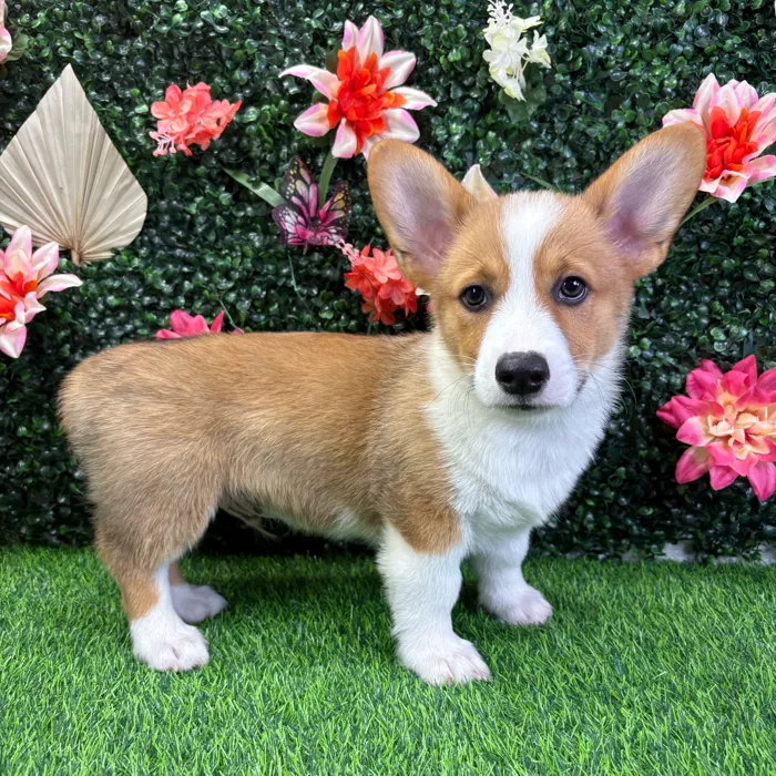 Male Pembroke Welsh Corgi puppy named Wrangler for sale at Puppy Dreams - Wichita West.