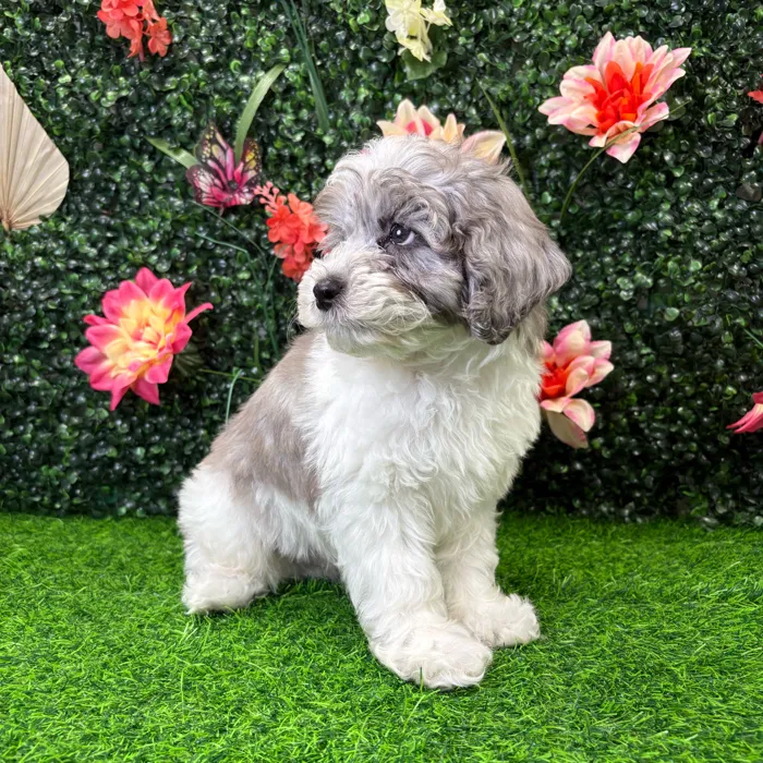 Male Cockapoo puppy named Ollie for sale at Puppy Dreams - Wichita West.