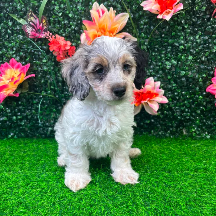Female Cockapoo puppy named Clover for sale at Puppy Dreams - Wichita West.