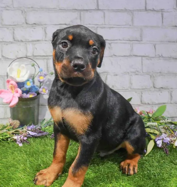 Male Rottweiler puppy for sale at Puppy Dreams - Wichita West.