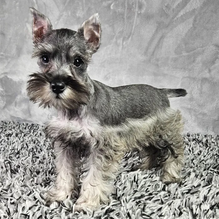 Female Mini Schnauzer puppy named Carly for sale at Puppy Dreams - Junction City.