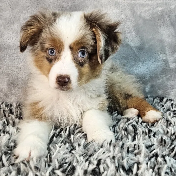 Male Mini Aussie puppy named Benji for sale at Puppy Dreams - Junction City.