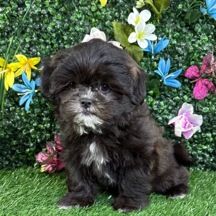 Male Teddy Bear puppy named Yogi for sale at Puppy Dreams - Wichita West.