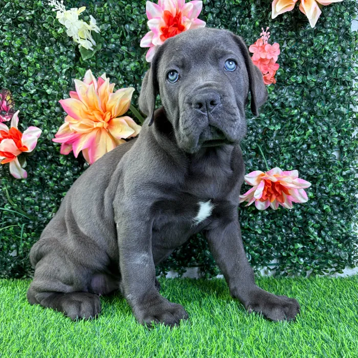 Female Cane Corso puppy named Pearl for sale at Puppy Dreams - Wichita West.