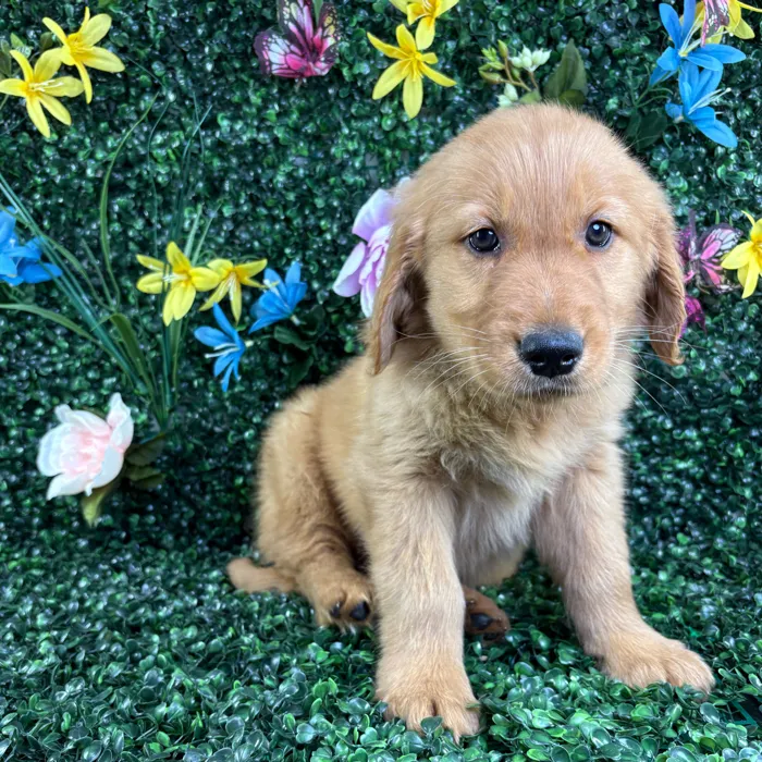 Male Golden Retriever puppy named Cheddar for sale at Puppy Dreams - Wichita West.