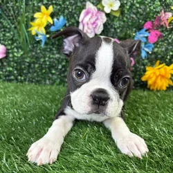 car_main_img_/media/ap_media/pets/GFIUEVRKCGXM377646.webp.250x250_q85.webp