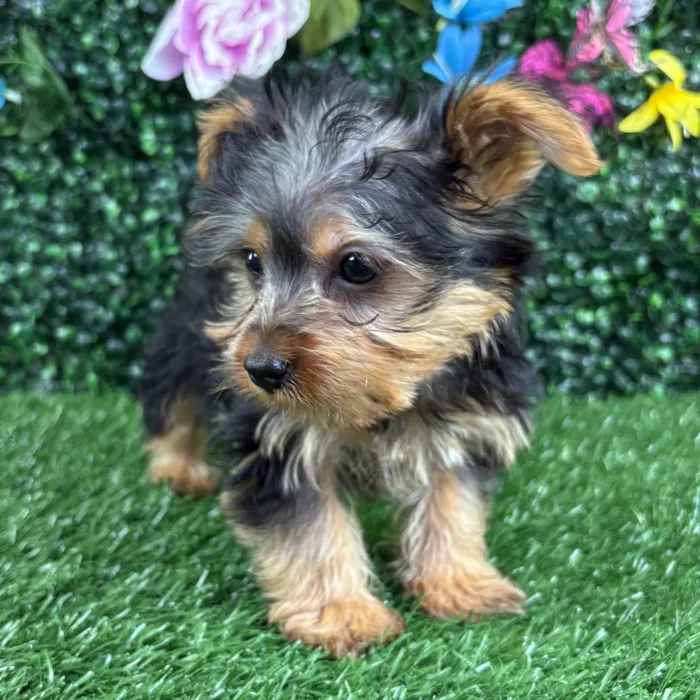 Male Yorkie puppy named Fajita for sale at Puppy Dreams - Wichita West.