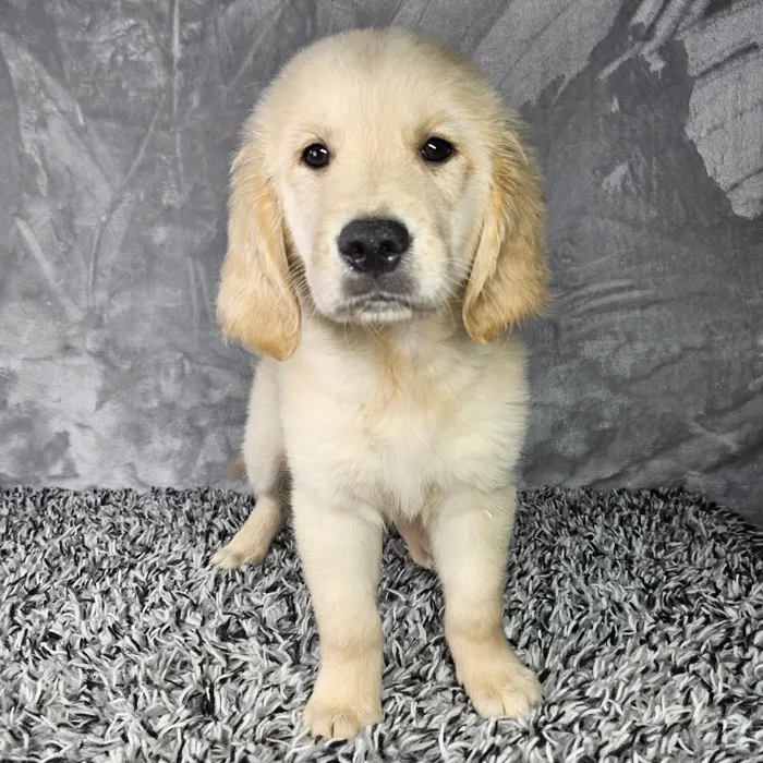 Male Golden Retriever puppy named Trevor for sale at Puppy Dreams - Junction City.