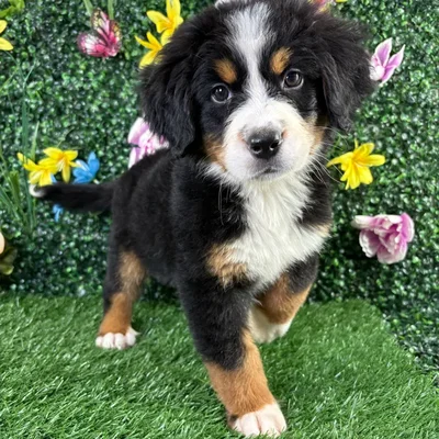 Female Bernese Mountain Dog puppy named Cannoli for sale at Puppy Dreams - Wichita West.