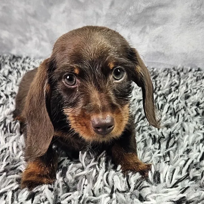 Male Dachshund puppy named Longfellow for sale at Puppy Dreams - Junction City.
