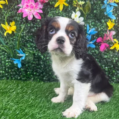 Male Cavalier King Charles Spaniel puppy named Wasabi for sale at Puppy Dreams - Wichita West.