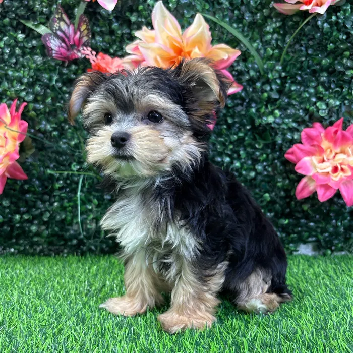 Male Morkie puppy named Stitch for sale at Puppy Dreams - Wichita West.