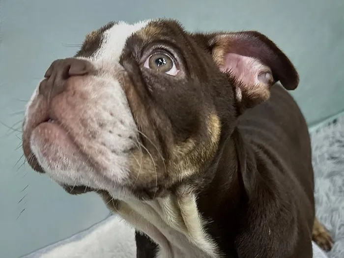 Male English Bulldog Puppy for Sale in ,