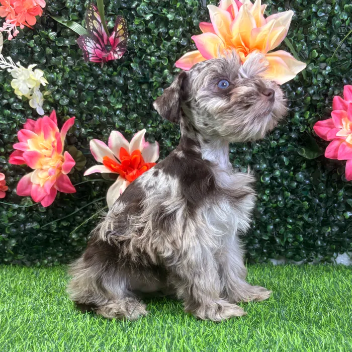 Male Mini Schnauzer puppy named Angus for sale at Puppy Dreams - Wichita West.