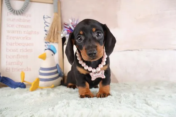 Female Dachshund puppy for sale at Puppy Dreams - Wichita West.