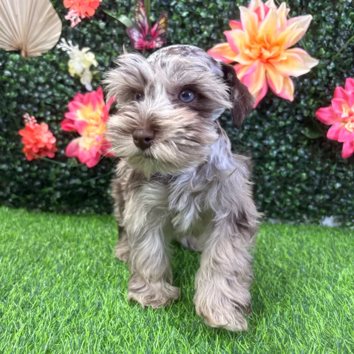 Male Mini Schnauzer puppy named Angus for sale at Puppy Dreams - Wichita West.