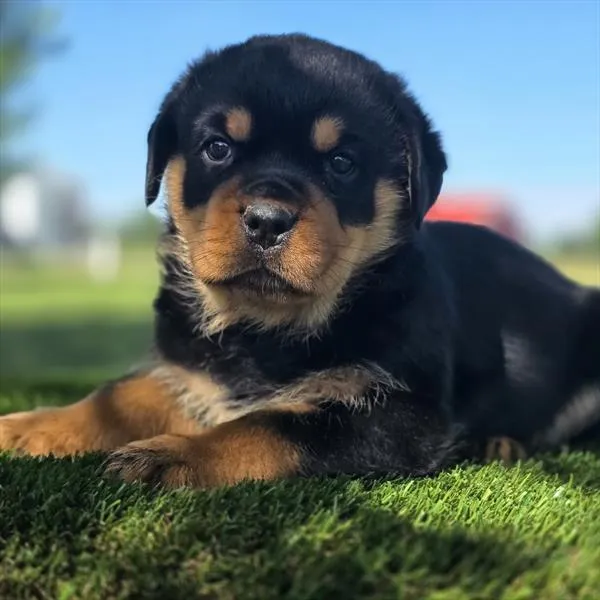 Female Rottweiler puppy for sale at Puppy Dreams - Wichita West.