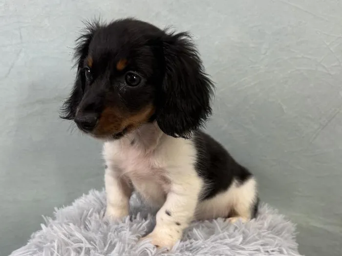 Male Dachshund Puppy for Sale in Wichita, KS