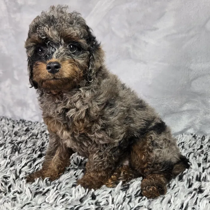 Male Micro Mini Bernedoodle puppy named Blue for sale at Puppy Dreams - Junction City.