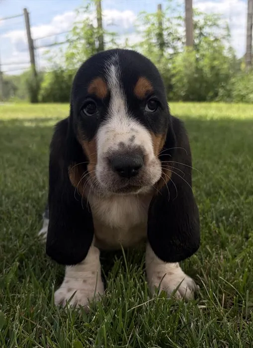 Male Basset Hound puppy for sale at Puppy Dreams - Wichita West.