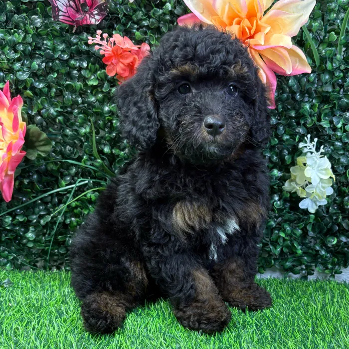 Male Bernedoodle puppy named Grizz for sale at Puppy Dreams - Wichita West.