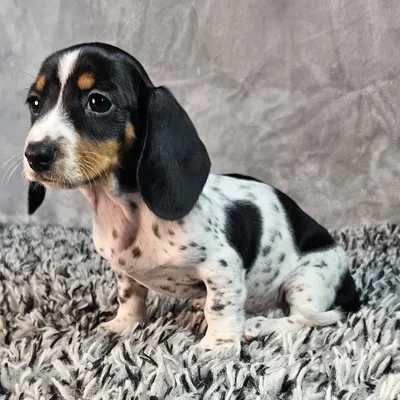 Female Dachshund puppy named Bella for sale at Puppy Dreams - Junction City.